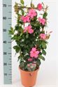 Afbeelding van KP19 Diamantina Opale Fuchsia Flame rek